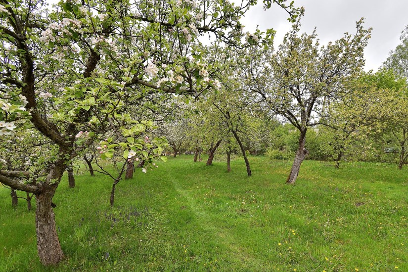 Dom Sprzedaż - świętokrzyskie, konecki, Stąporków, Błaszków