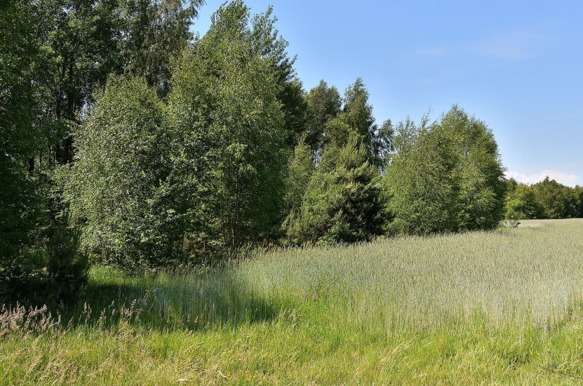 Działka Sprzedaż - świętokrzyskie, kielecki, Strawczyn, Ruda Strawczyńska