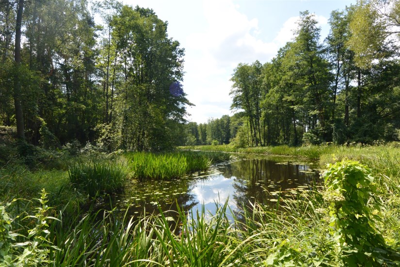 Dom Sprzedaż - świętokrzyskie, skarżyski, Skarżysko-Kamienna, Łyżwy